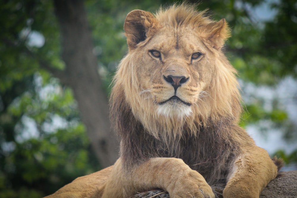 brown lion lying on brown rock during daytime