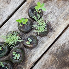 Several small seedlings grow in uniformly round, dark soil pods placed on a weathered wooden surface. Each pod contains a variety of young plants with vibrant green leaves sprouting upwards.