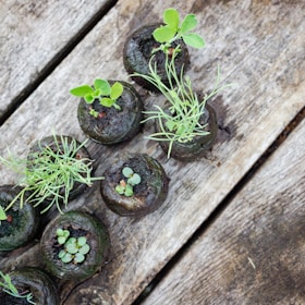 Several small seedlings grow in uniformly round, dark soil pods placed on a weathered wooden surface. Each pod contains a variety of young plants with vibrant green leaves sprouting upwards.