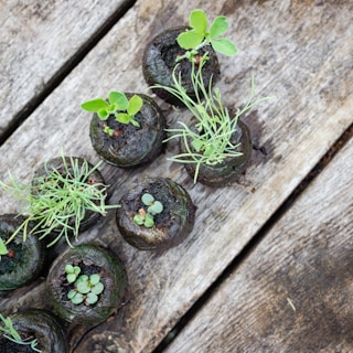 Several small seedlings grow in uniformly round, dark soil pods placed on a weathered wooden surface. Each pod contains a variety of young plants with vibrant green leaves sprouting upwards.