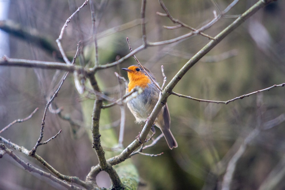 orange and gray bird on tree branch