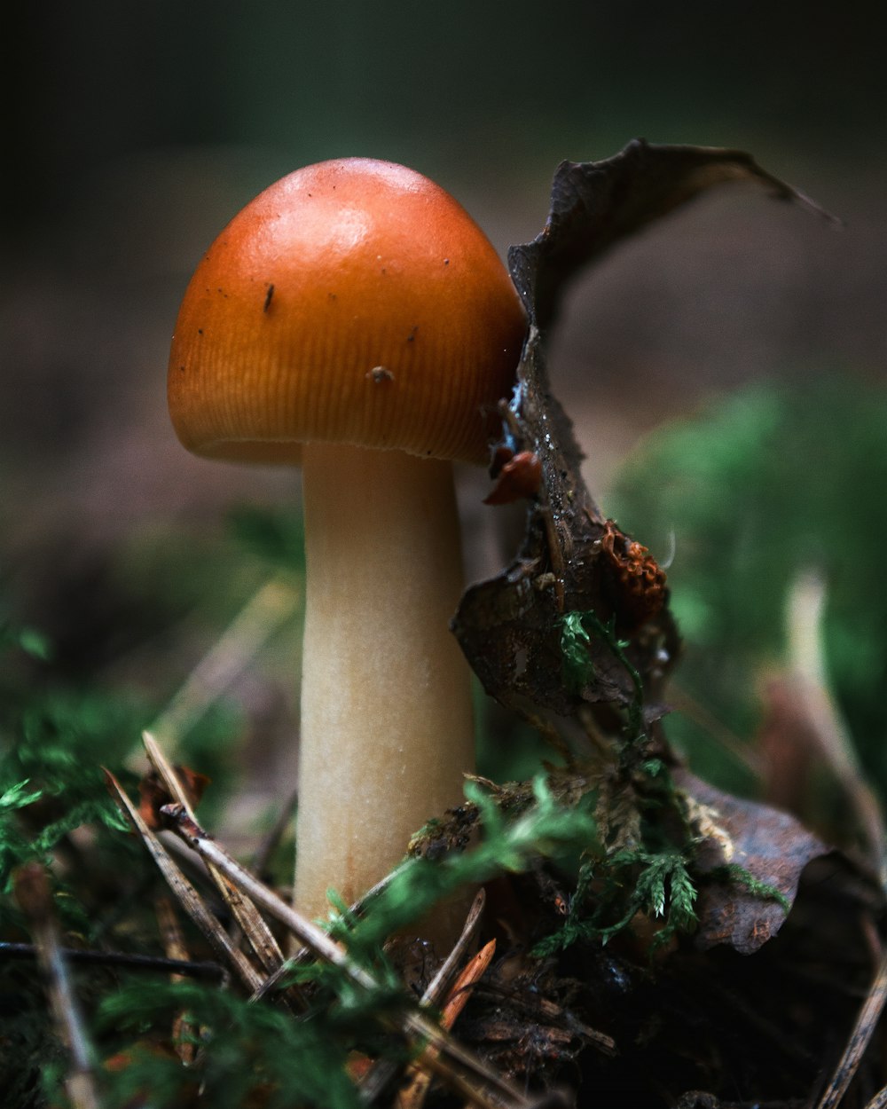 brown and white mushroom in tilt shift lens