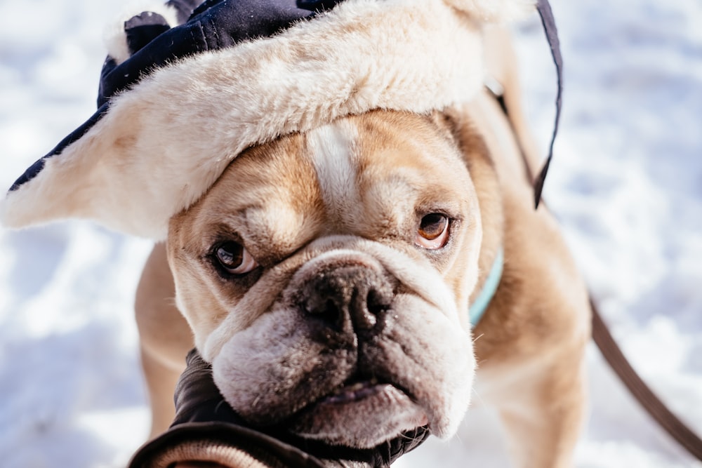 white and brown short coated dog wearing white and blue winter coat