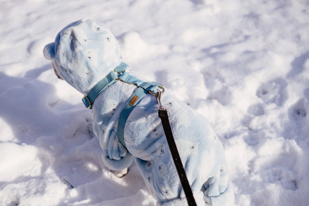 white and black short coated dog on snow covered ground