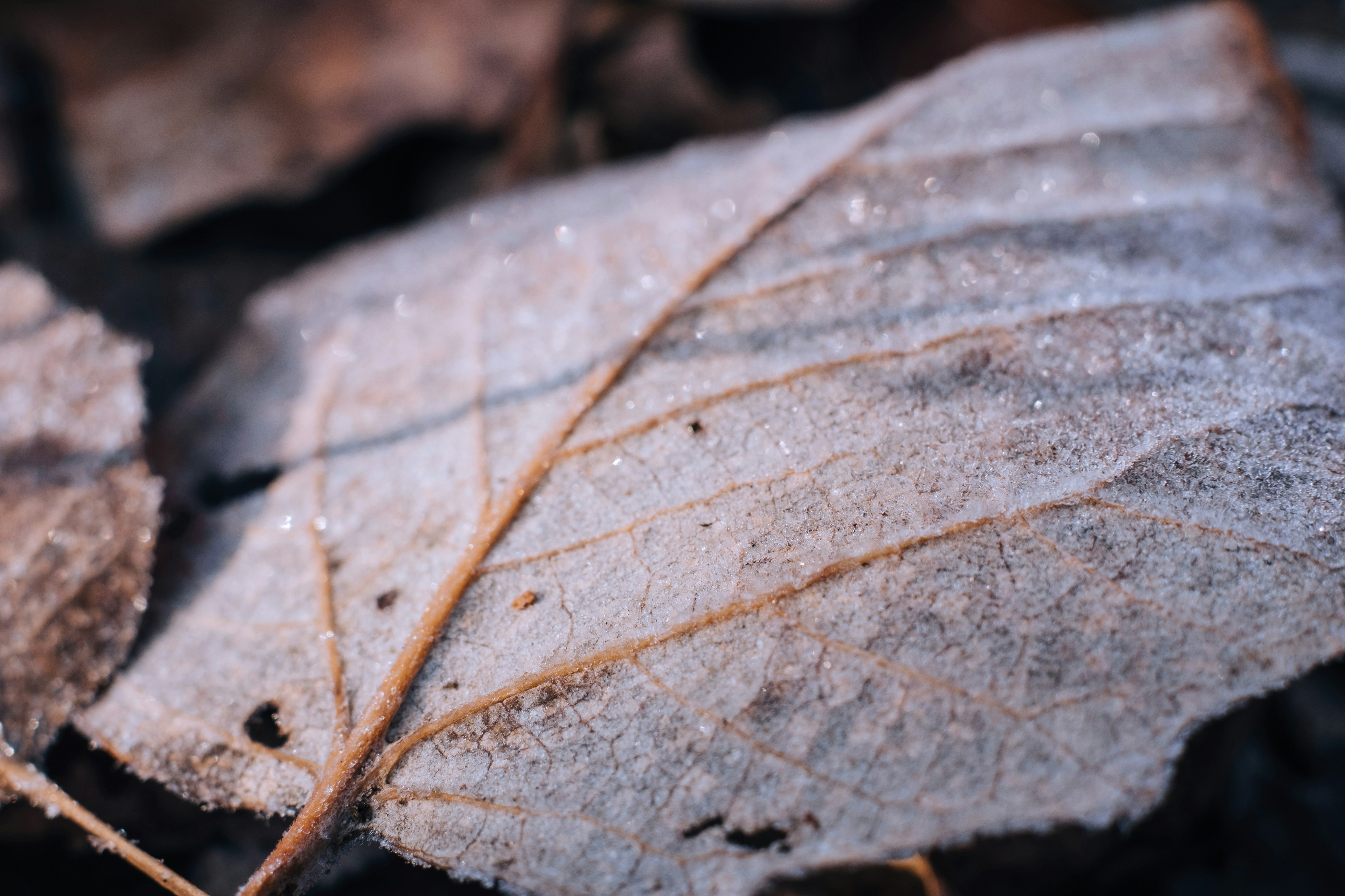 brown leaf in close up photography
