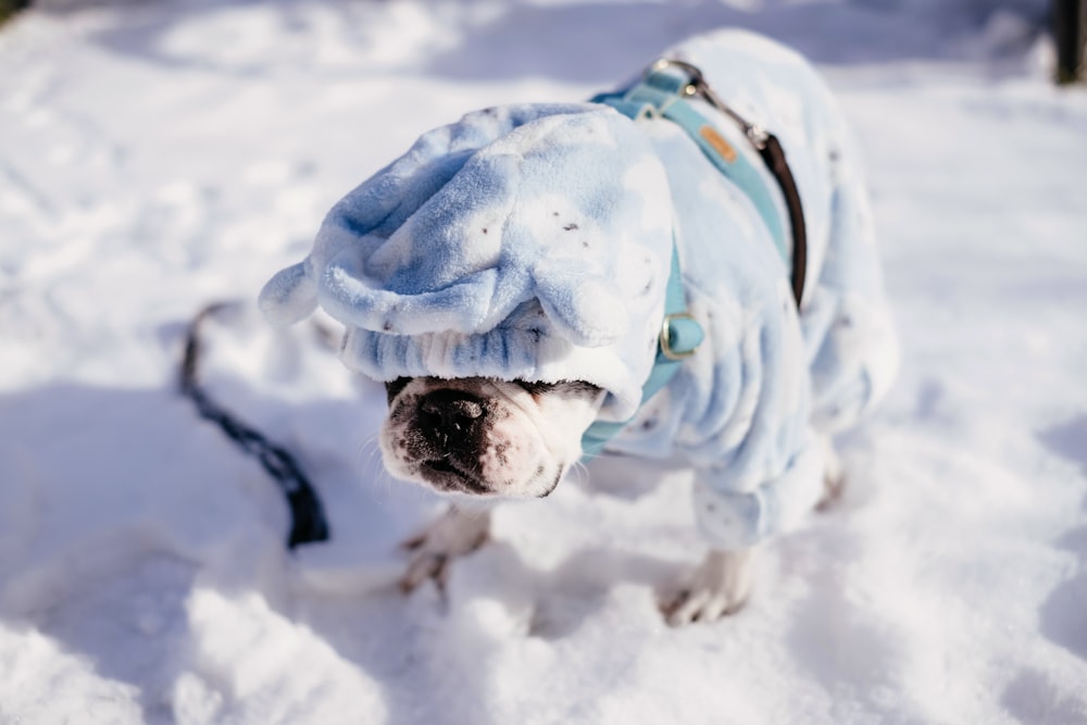 brown and white english bulldog on snow covered ground during daytime