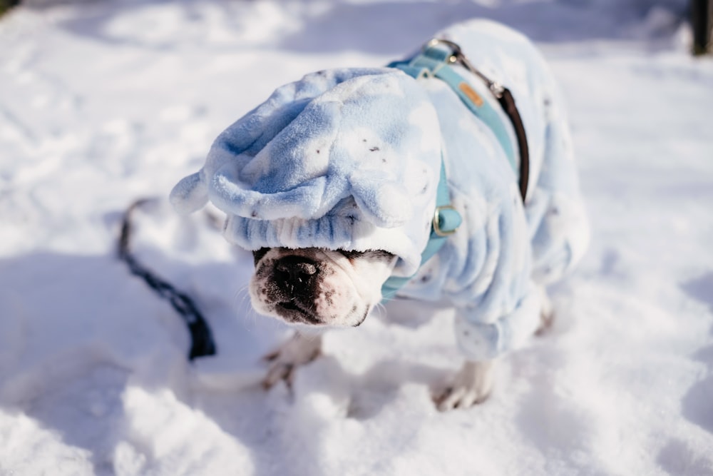 Bouledogue anglais brun et blanc sur un sol enneigé pendant la journée