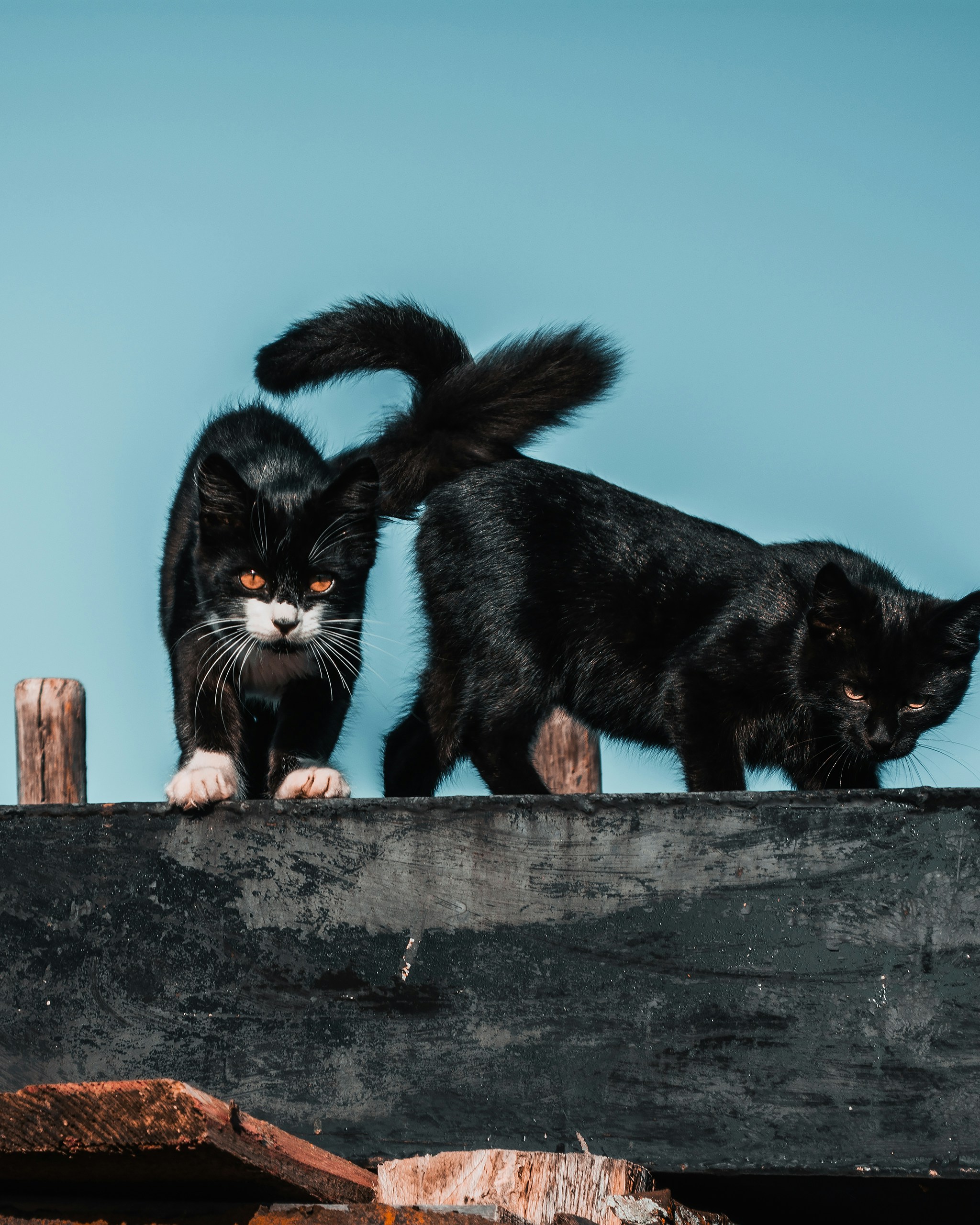 tuxedo cat on brown wooden fence