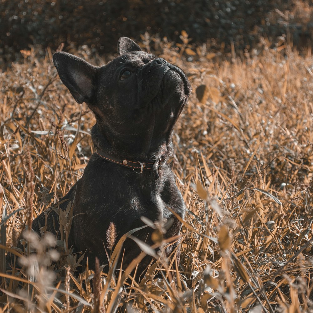 black and white short coated dog sitting on brown grass field during daytime