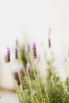 Lavendel