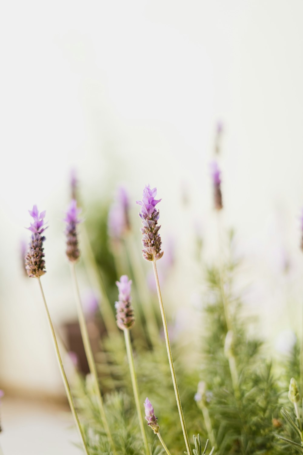 purple flower in macro lens