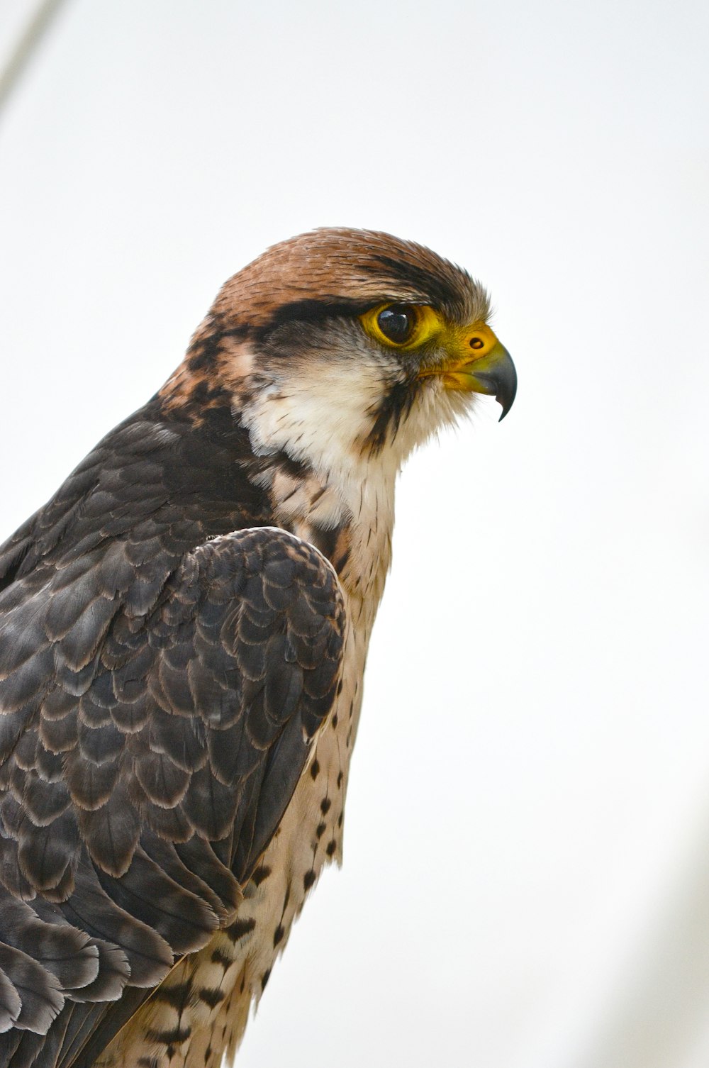 brown and white bird in close up photography