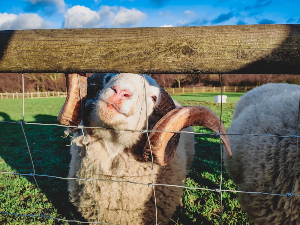 white sheep on green grass field during daytime