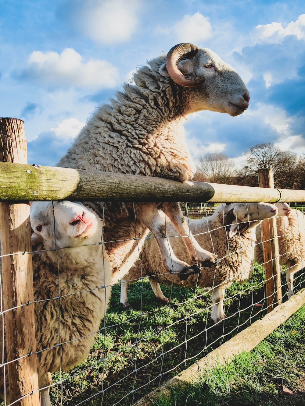 brown and white sheep on green grass field during daytime