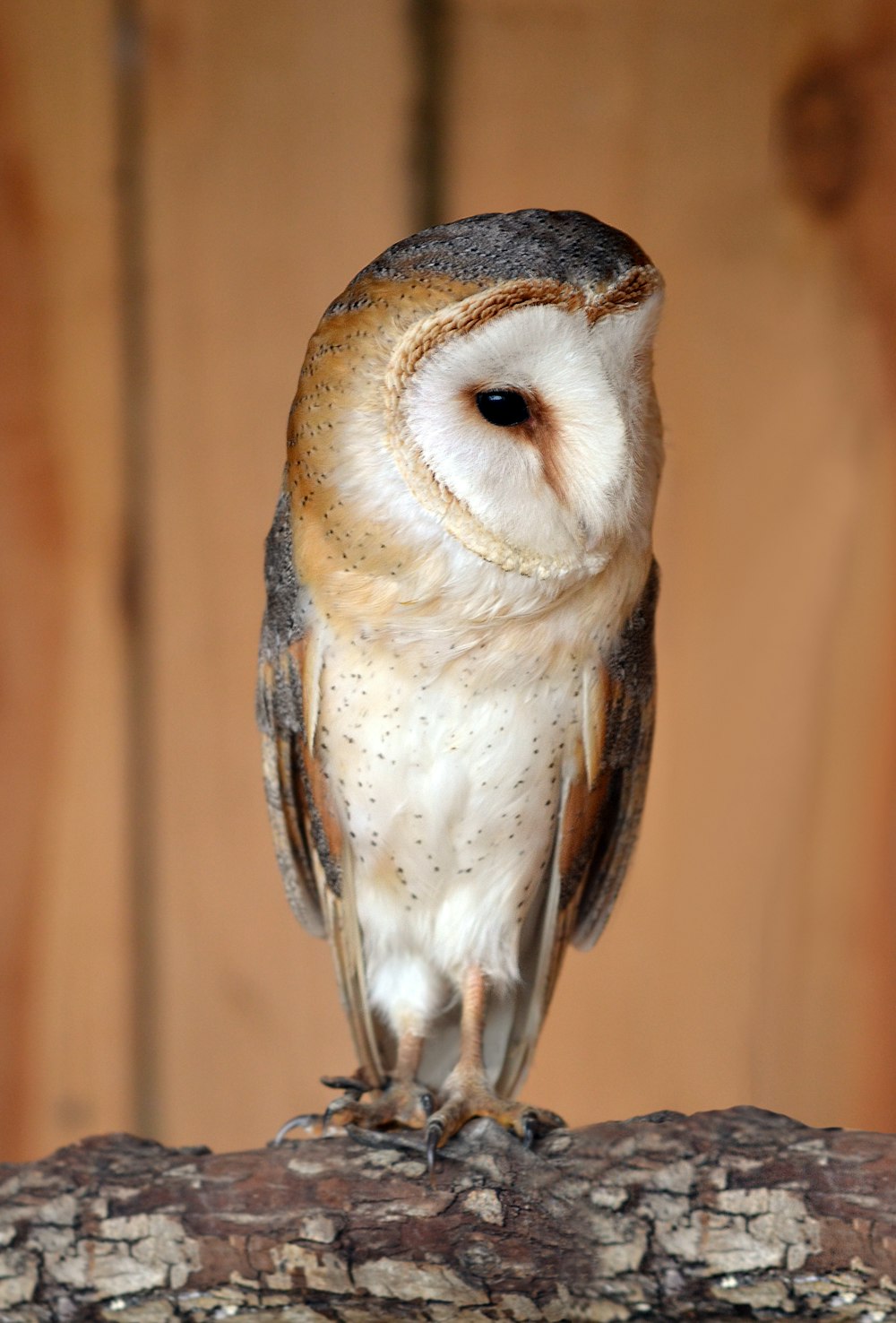 brown and white owl in close up photography