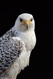 A sleek black and red-themed contact form with a falcon logo at the top.