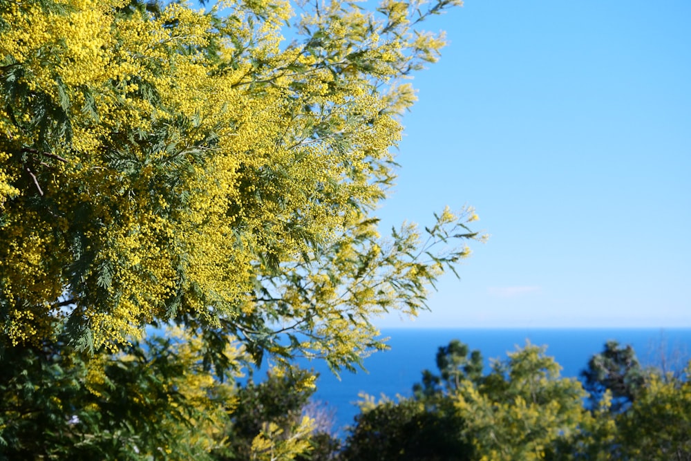 green tree under blue sky during daytime