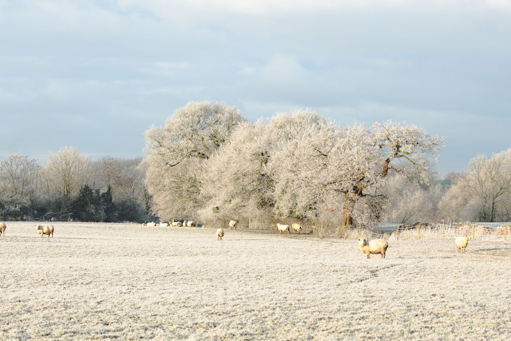 arbres blancs couverts de neige pendant la journée