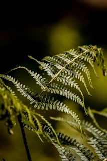 green leaf plant in close up photography