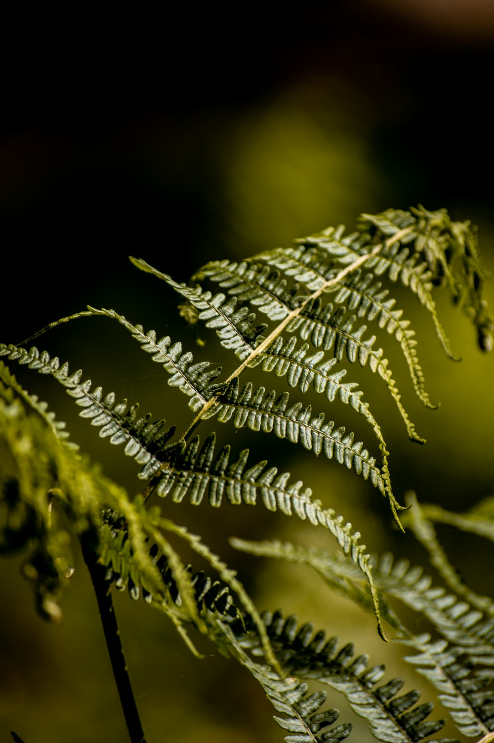 green leaf plant in close up photography