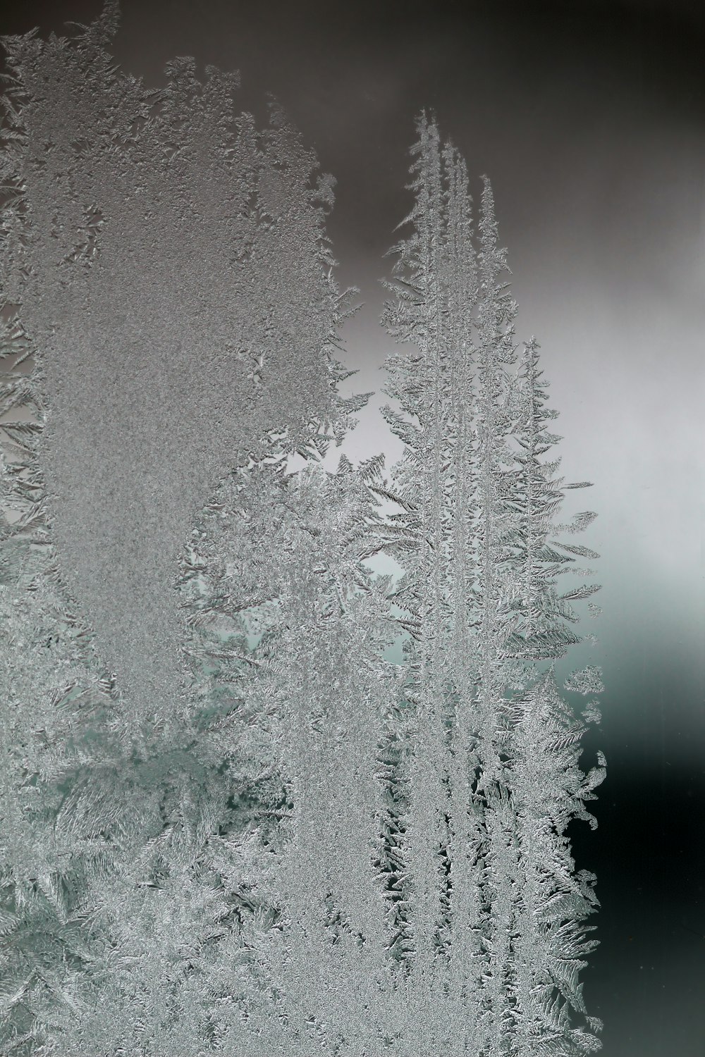 昼間の雪に覆われた松の木