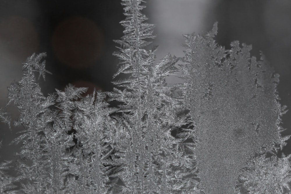 夜間の雪に覆われた松の木