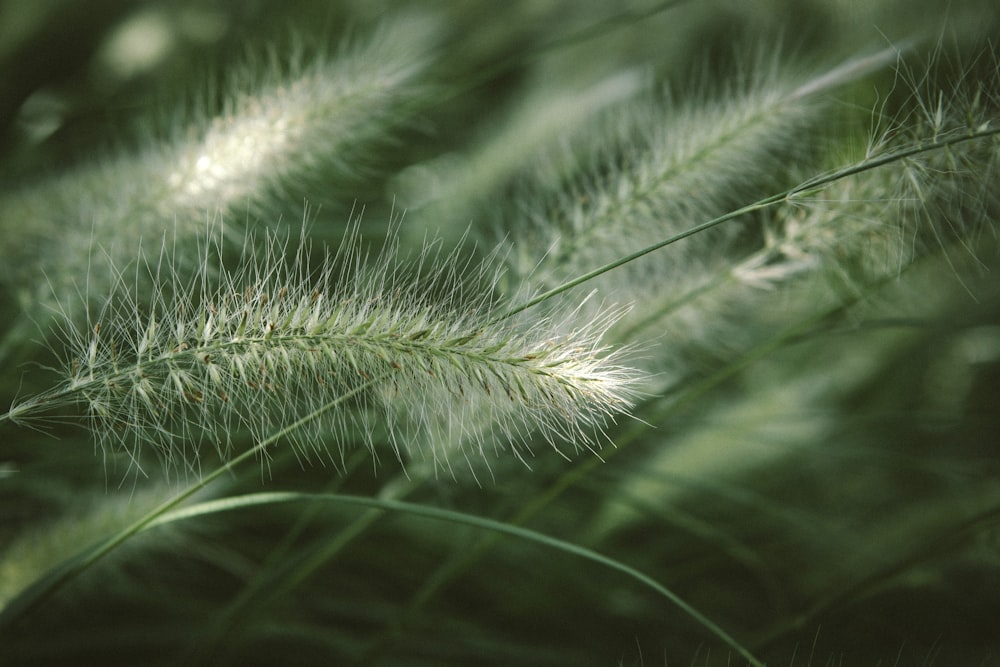 green plant in close up photography