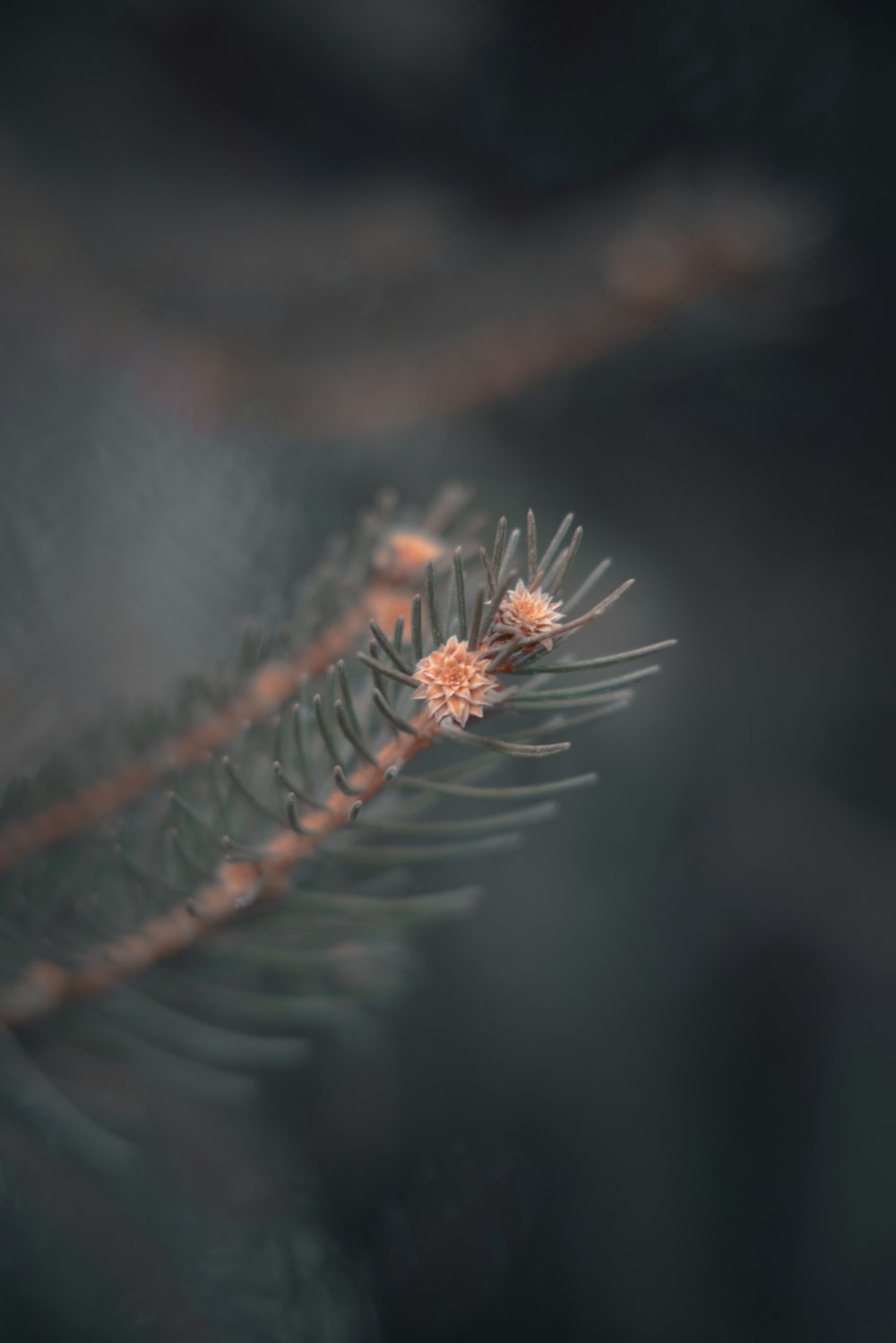 brown plant in tilt shift lens