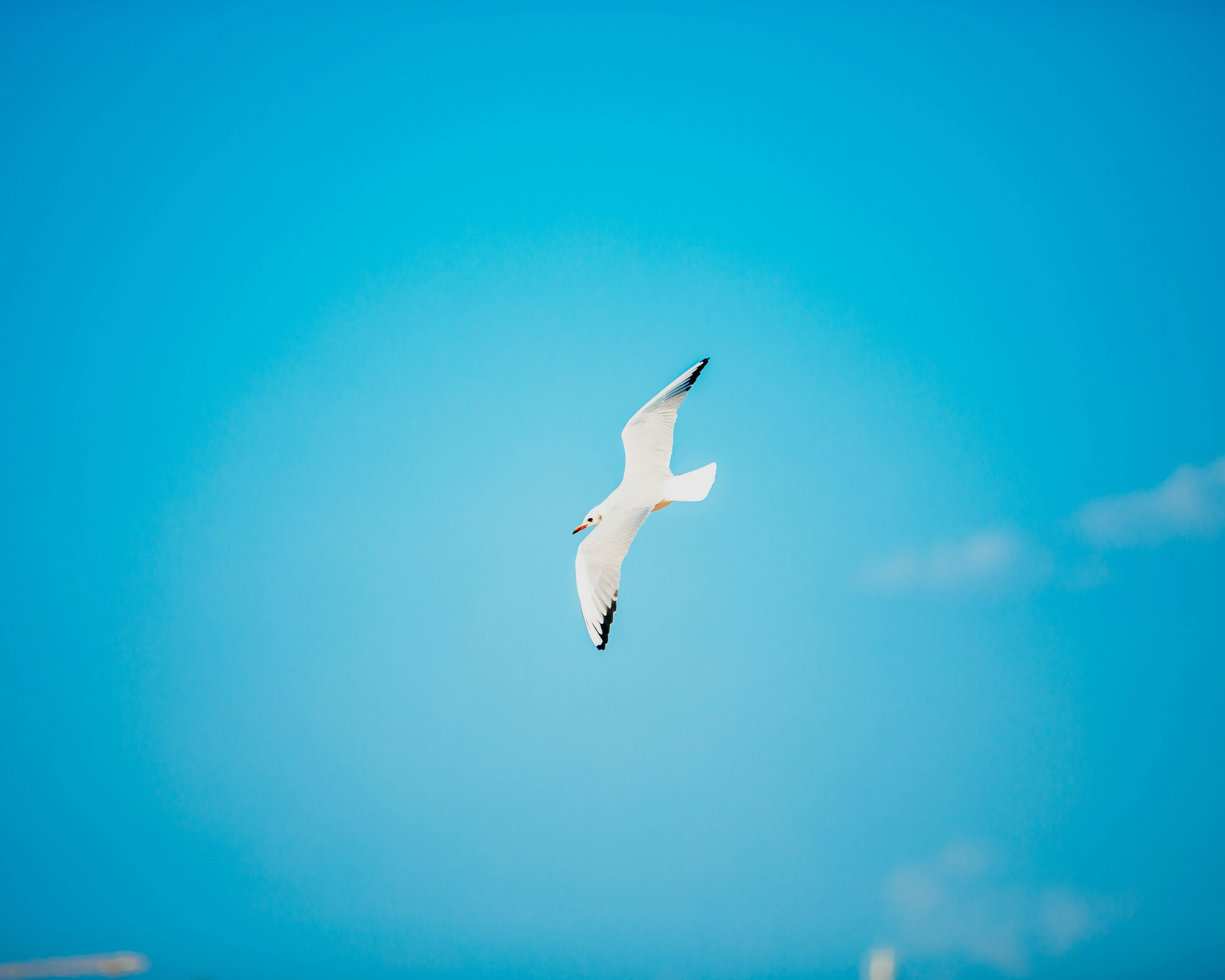 昼間の青空の下を飛ぶ白い鳥