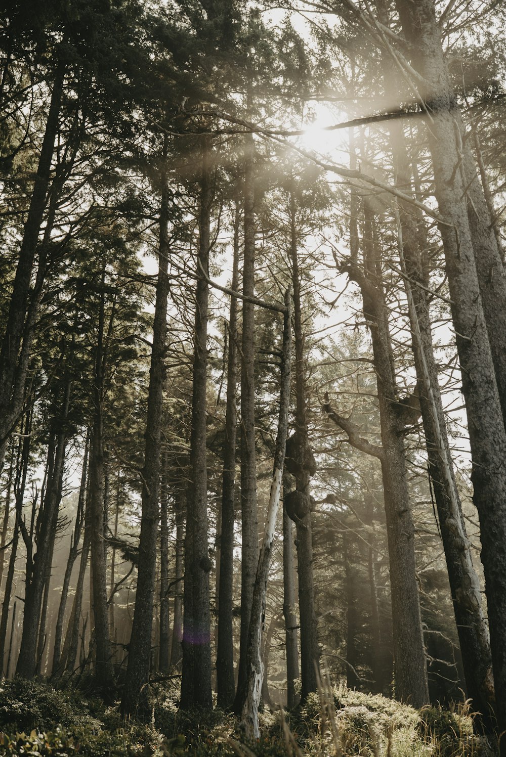 brown trees under white sky during daytime