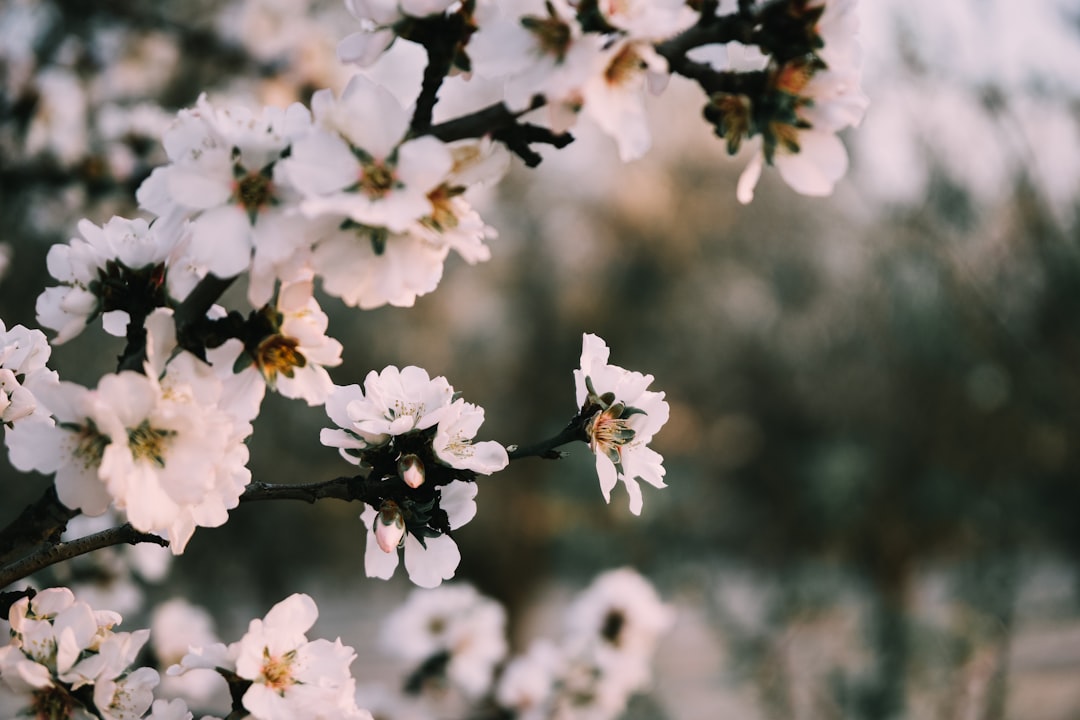 white cherry blossom in bloom during daytime