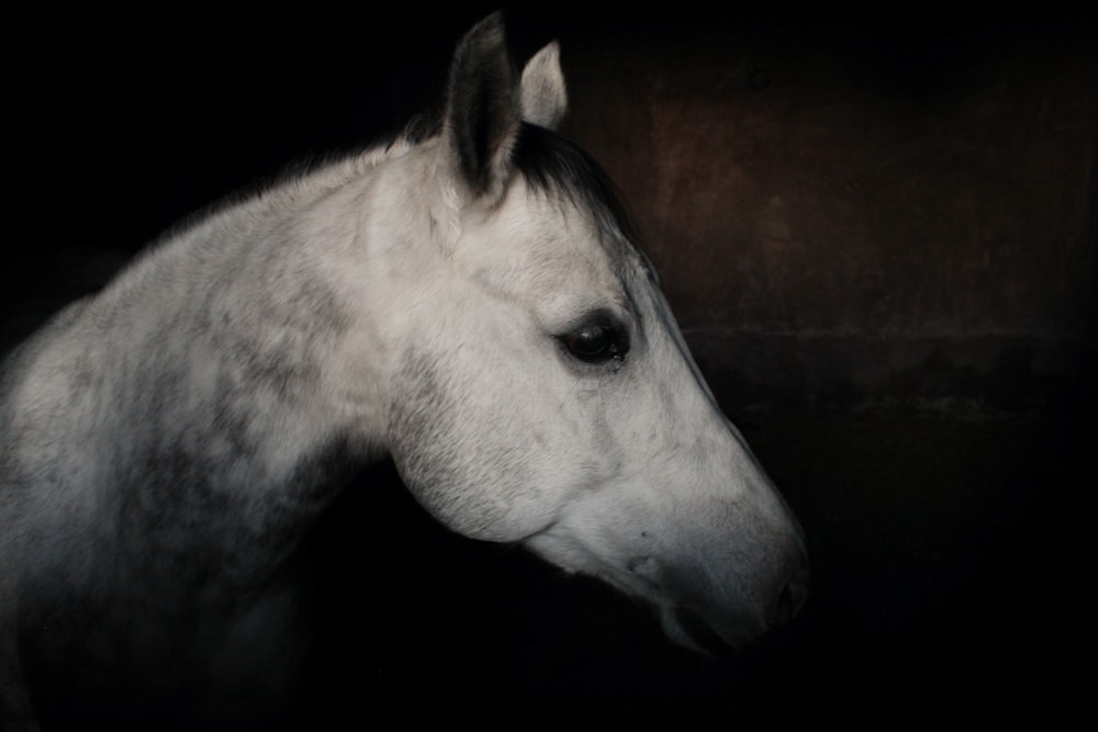 white horse head in close up photography