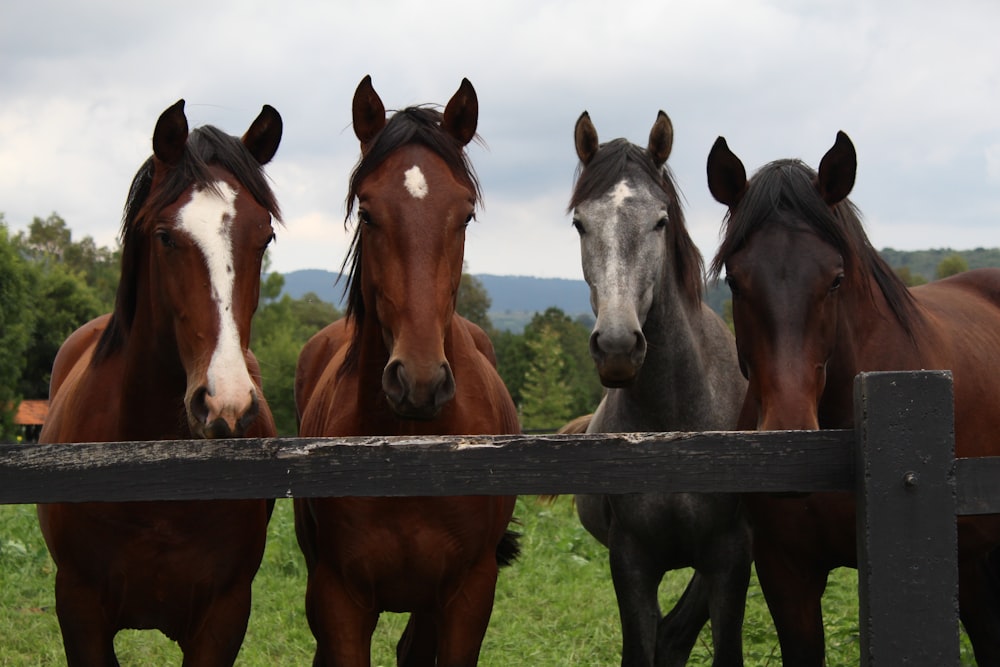 brown and white horses on green grass field during daytime