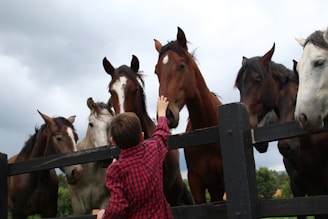 A group of horses gather near a wooden fence, with a child wearing a red and black checkered shirt reaching out to touch one of the horses. The sky is overcast, and the scene is set in a rural area with greenery in the background.