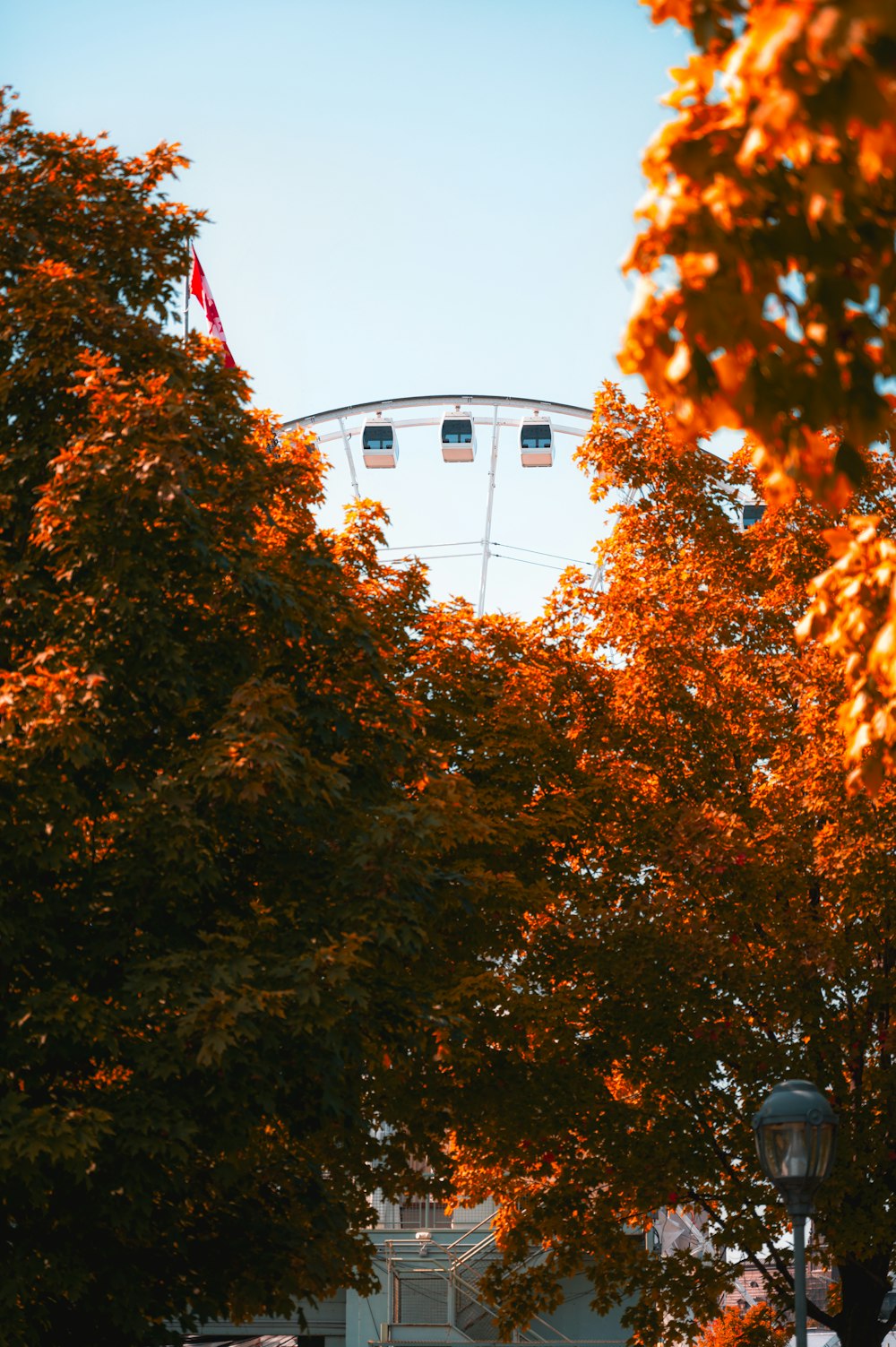 brown leaves tree near white building during daytime