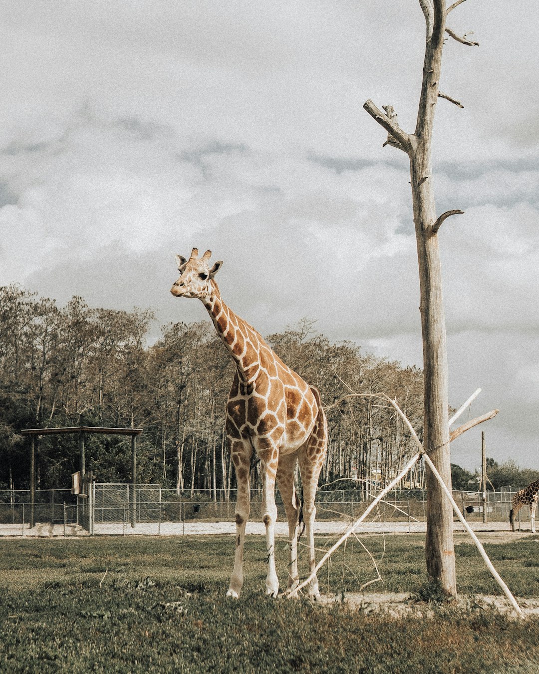 giraffe standing beside bare trees during daytime