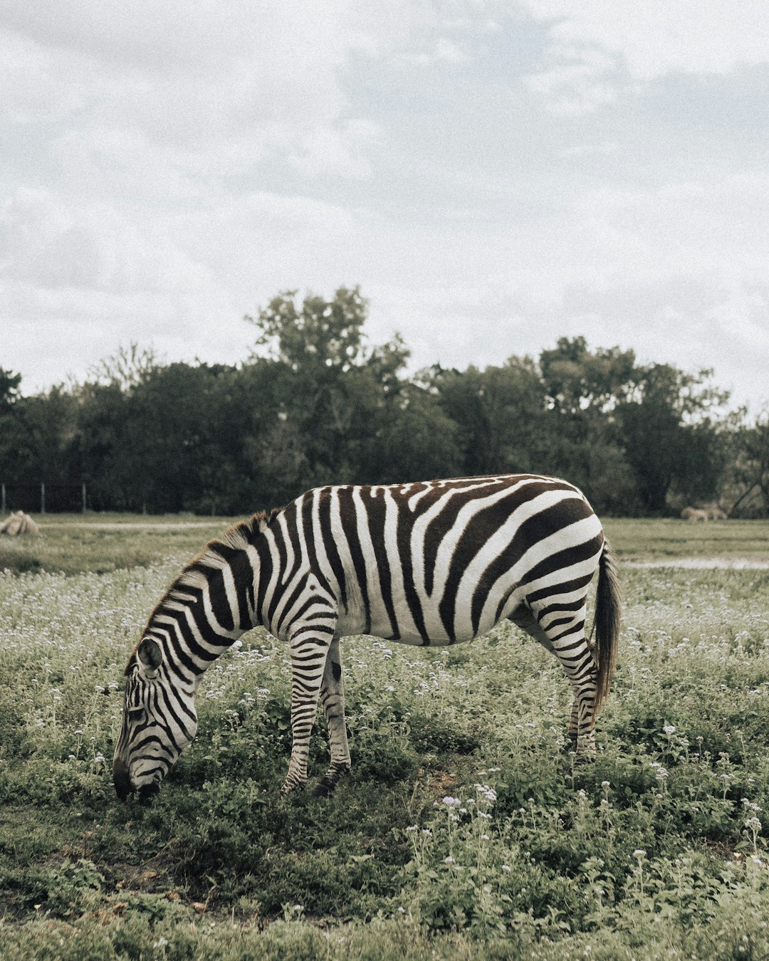 zebra standing on green grass field during daytime