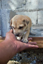 A gentle black lab resting its paw in a caring person's hand, set against a soft, light background.