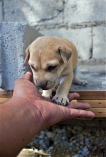 A small, light-brown puppy rests its paw on a person's open hand. The scene is set against a rough, gray concrete background, and the puppy appears to be on a wooden step. The sunlight casts soft shadows, highlighting the puppy's gentle expression.