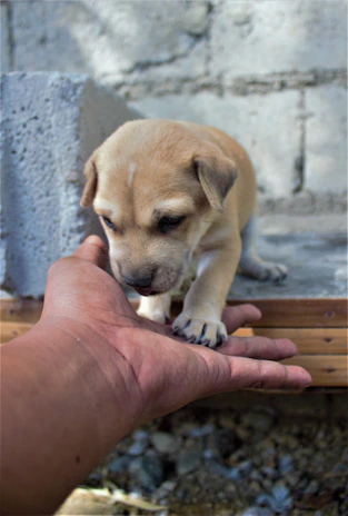 A gentle black lab resting its paw in a caring person's hand, set against a soft, light background.