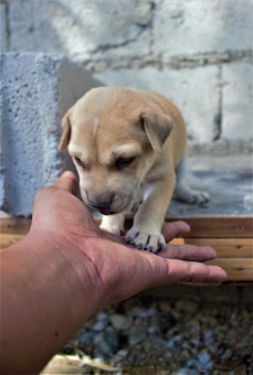 A small, light-brown puppy rests its paw on a person's open hand. The scene is set against a rough, gray concrete background, and the puppy appears to be on a wooden step. The sunlight casts soft shadows, highlighting the puppy's gentle expression.