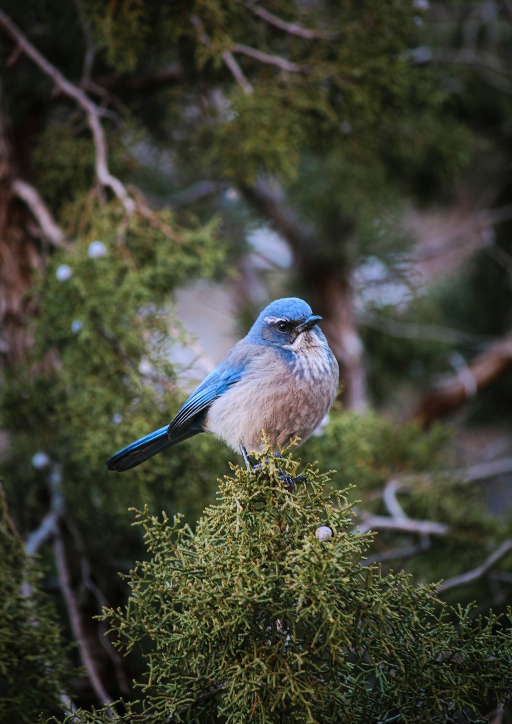 茶色の木の枝にとまった青と白の鳥