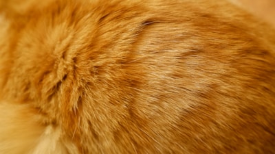 Cat Dandruff: Causes, Treatment and Prevention