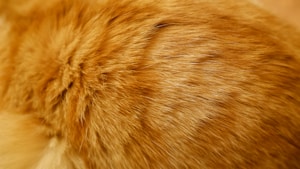 Caramel Fur Coat