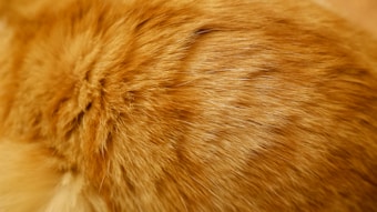 A close-up of orange and light brown fur with a soft texture.