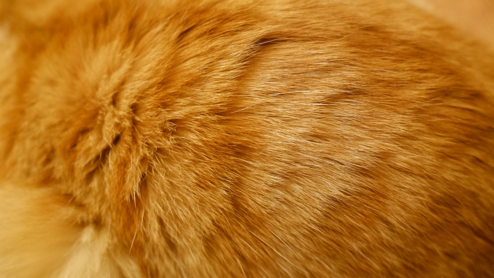 orange tabby cat on brown textile