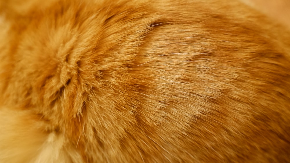 orangefarbene Tabby-Katze auf braunem Textil