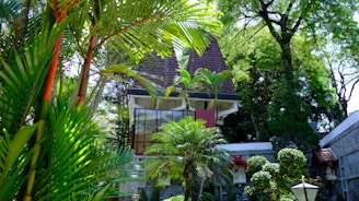 A house with a triangular roof is surrounded by lush greenery and tall trees. Palms and other tropical plants are abundant, creating a dense, verdant setting. The building features large glass windows and a modern architectural design, partially obscured by the rich foliage.