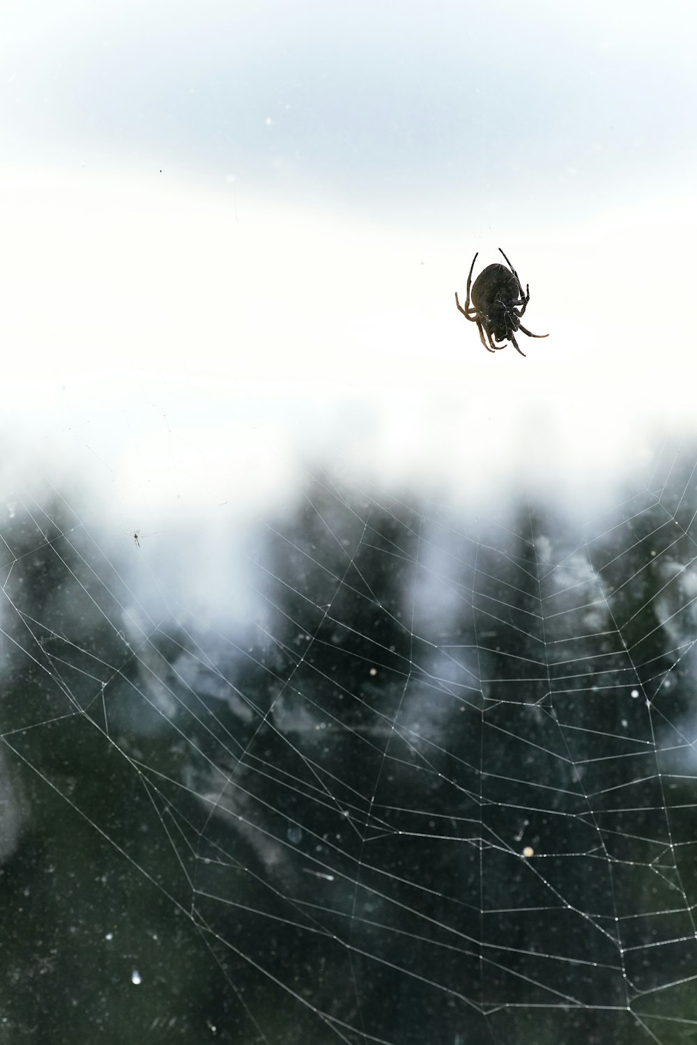 Braune Spinne auf Spinnennetz tagsüber