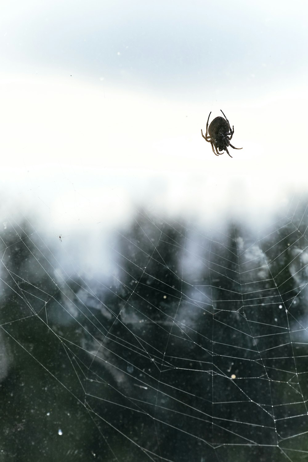 brown spider on spider web during daytime